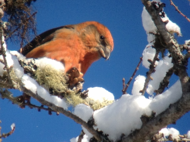 Red Crossbill