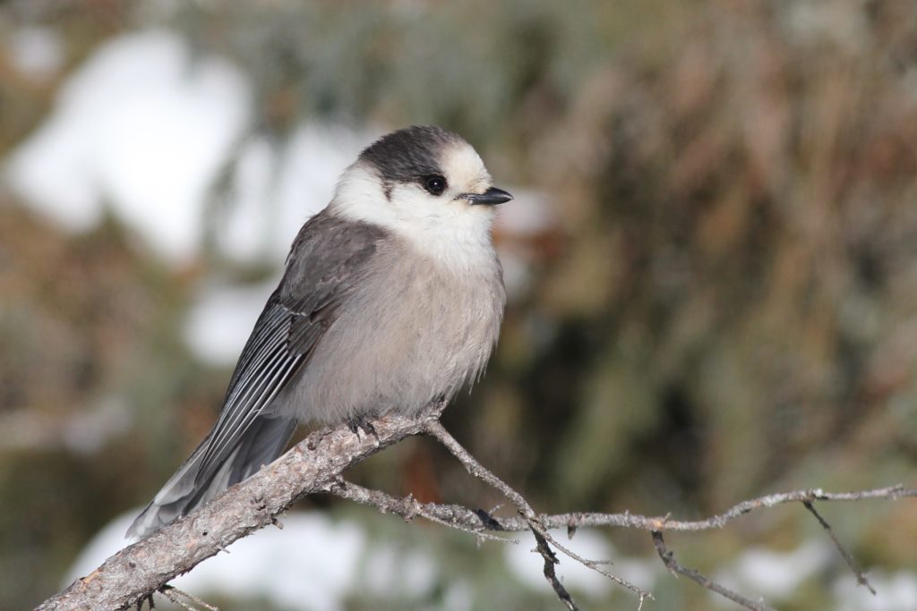 Gray Jay