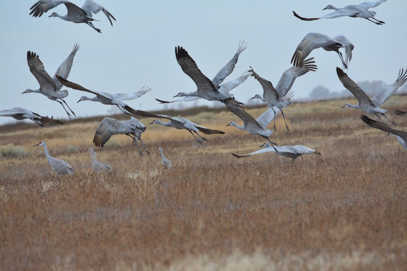 Sandhill Cranes