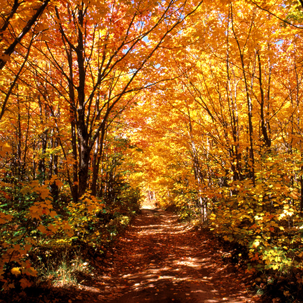 Fall Road